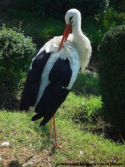 Ciconia ciconia (Linnaeus, 1758)