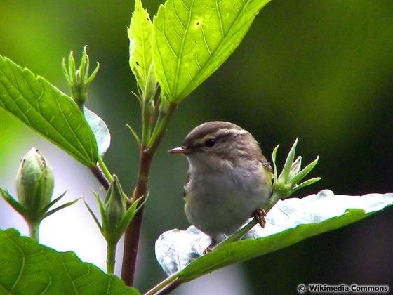 Phylloscopus inornatus (Blyth, 1842)