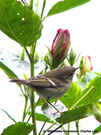 Phylloscopus inornatus (Blyth, 1842)