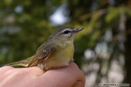 Vireo philadelphicus (Cassin, 1851)