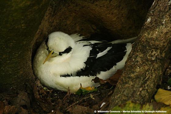 Phaethon lepturus Daudin, 1802