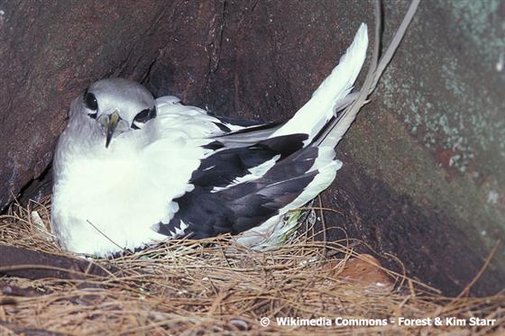 Phaethon lepturus Daudin, 1802