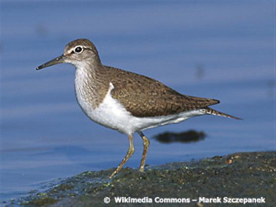 Actitis hypoleucos (Linnaeus, 1758)