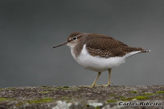 Actitis hypoleucos (Linnaeus, 1758)
