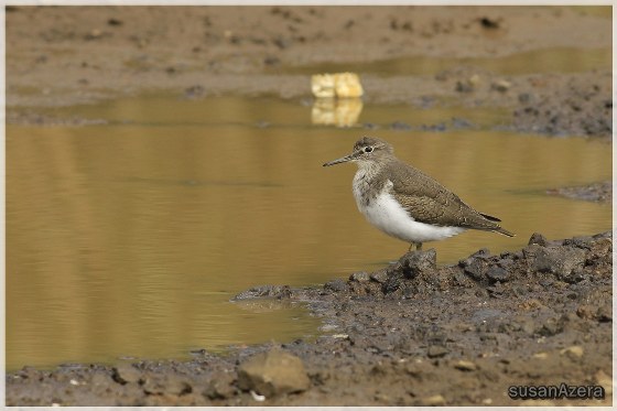 Actitis hypoleucos (Linnaeus, 1758)