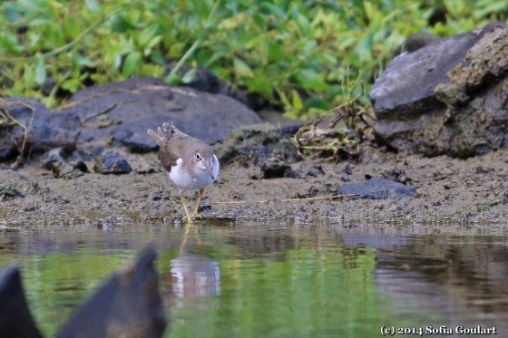 Actitis hypoleucos (Linnaeus, 1758)