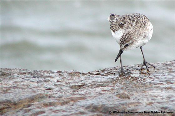 © Bear Golden Retriever