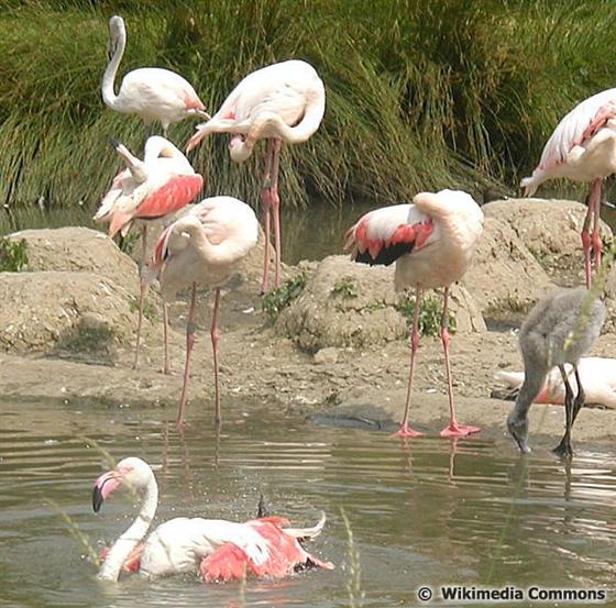 Phoenicopterus roseus Pallas, 1811