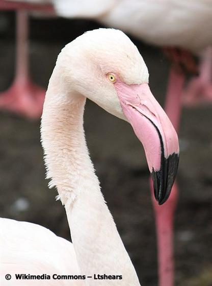 Phoenicopterus roseus Pallas, 1811
