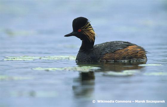 Podiceps nigricollis Brehm, CL, 1831