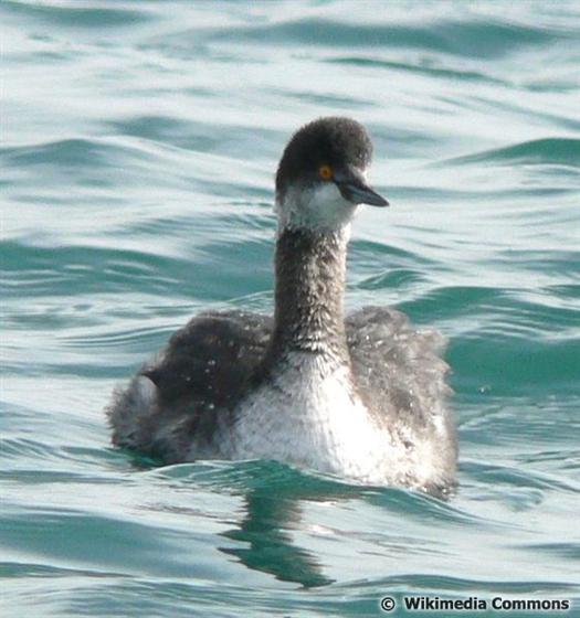 Podiceps nigricollis Brehm, CL, 1831