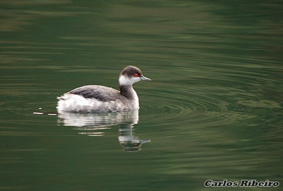 Podiceps nigricollis Brehm, CL, 1831
