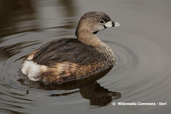Podilymbus podiceps (Linnaeus, 1758)