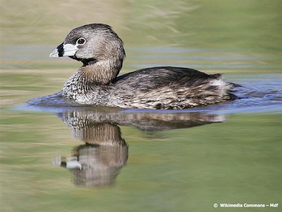 Podilymbus podiceps (Linnaeus, 1758)
