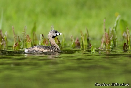 Podilymbus podiceps (Linnaeus, 1758)