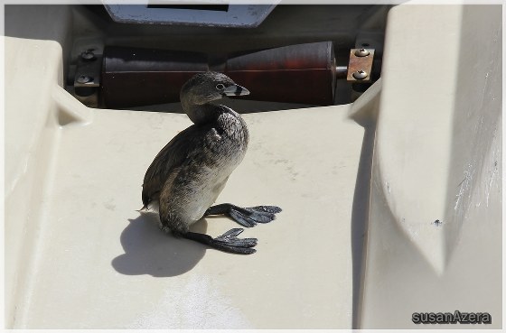 Podilymbus podiceps (Linnaeus, 1758)