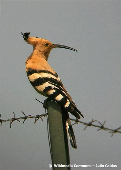 Upupa epops Linnaeus, 1758