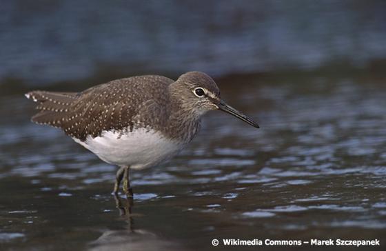 © Marek Szczepanek