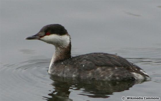 Podiceps auritus (Linnaeus, 1758)