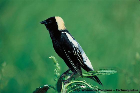 Dolichonyx oryzivorus (Linnaeus, 1758)