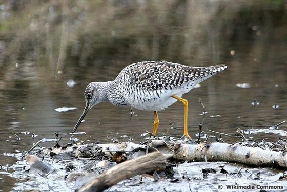 © Wikimedia Commons