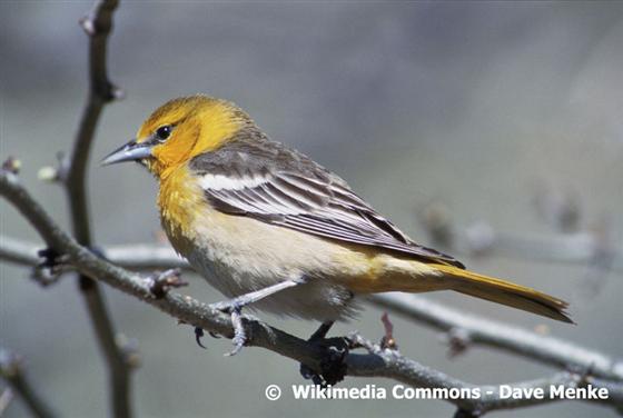 Icterus galbula (Linnaeus, 1758)