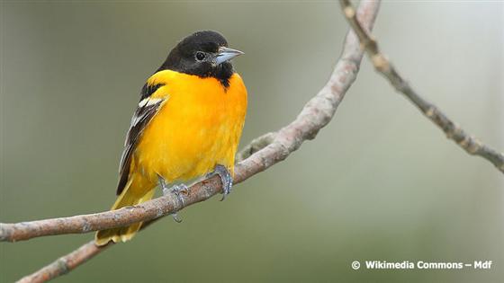 Icterus galbula (Linnaeus, 1758)