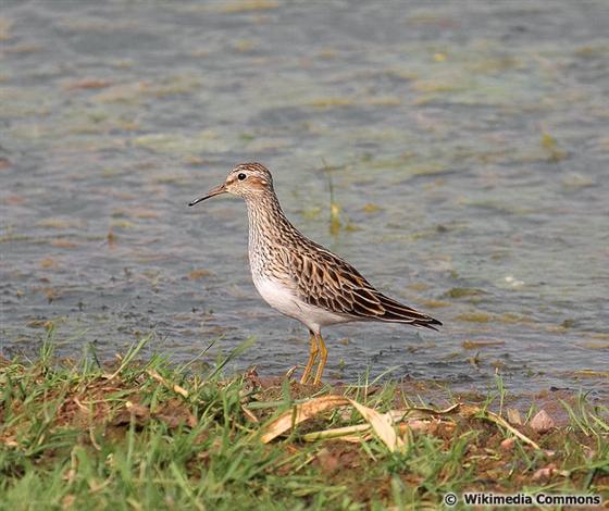 © Wikimedia Commons