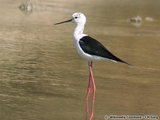 Himantopus himantopus (Linnaeus, 1758)