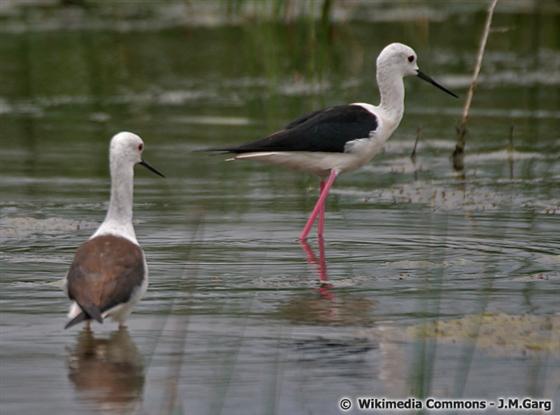 Himantopus himantopus (Linnaeus, 1758)