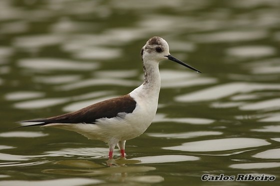 Himantopus himantopus (Linnaeus, 1758)