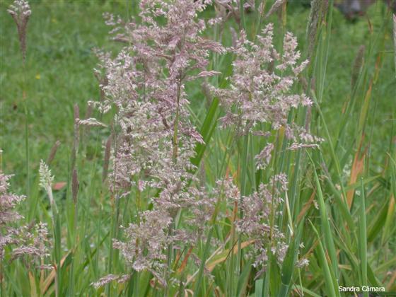 Arrhenatherum elatius subsp. bulbosum (Willd.) Schübl. & Mart.