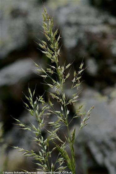 Arrhenatherum elatius subsp. bulbosum (Willd.) Schübl. & Mart.