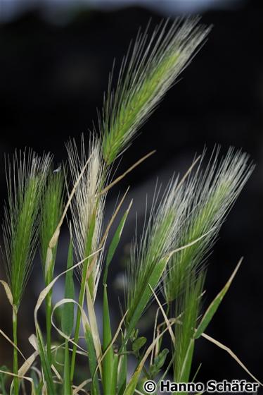 Hordeum murinum subsp. leporinum (Link) Arcang.