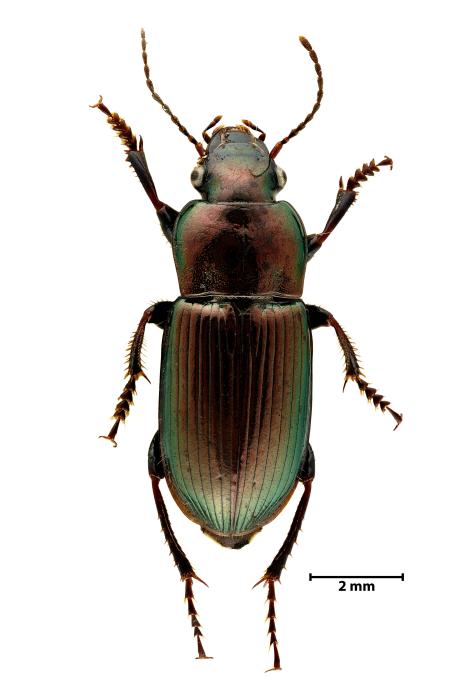 Harpalus distinguendus distinguendus (Duftschmid, 1812)