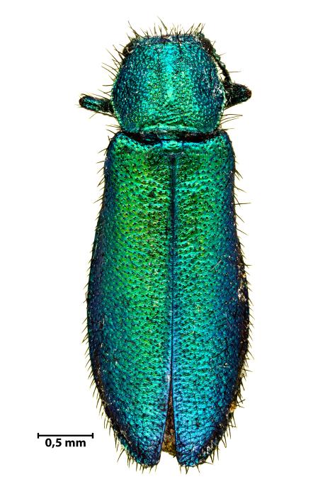 Attalus lusitanicus lusitanicus Erichson, 1840