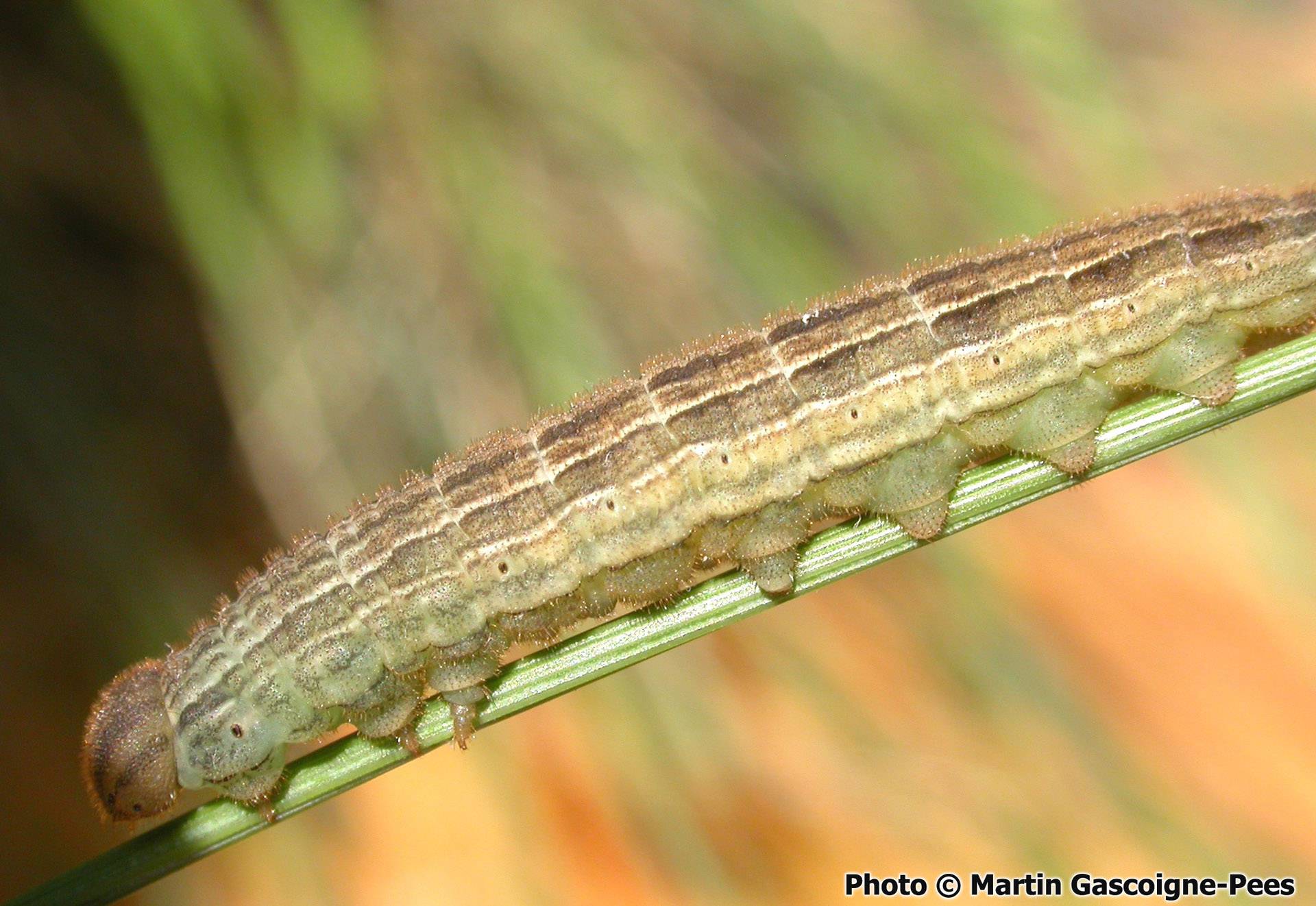 Hipparchia azorinus azorinus (Strecker, 1899) | Azorean Biodiversity Portal