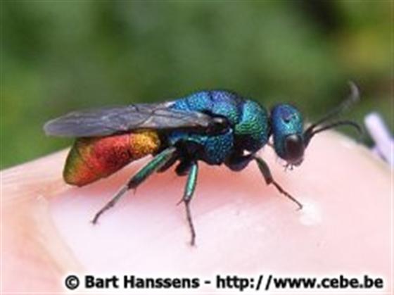 Chrysis ignita ignita (Linnaeus, 1758)