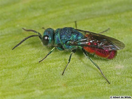 Chrysis ignita ignita (Linnaeus, 1758)