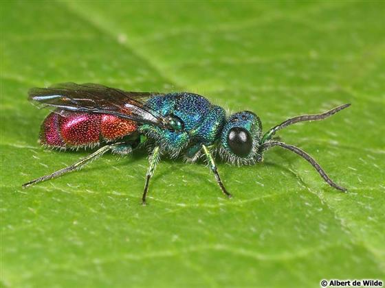 Chrysis ignita ignita (Linnaeus, 1758)