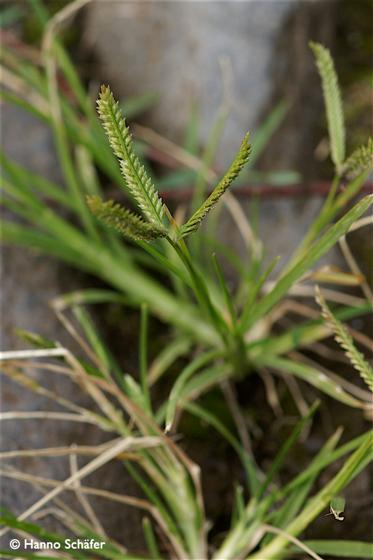 Eleusine indica (L.) P.Gaertn. subsp. indica
