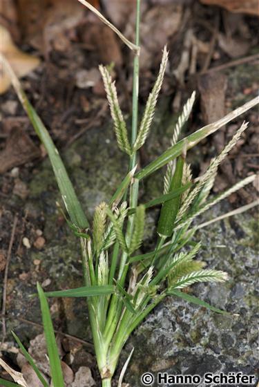 Eleusine indica (L.) P.Gaertn. subsp. indica