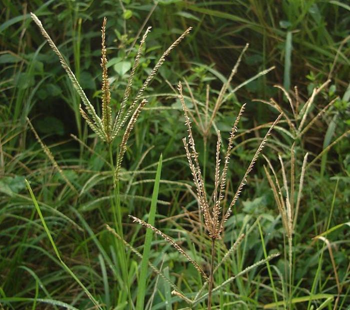 Eleusine indica (L.) P.Gaertn. subsp. indica