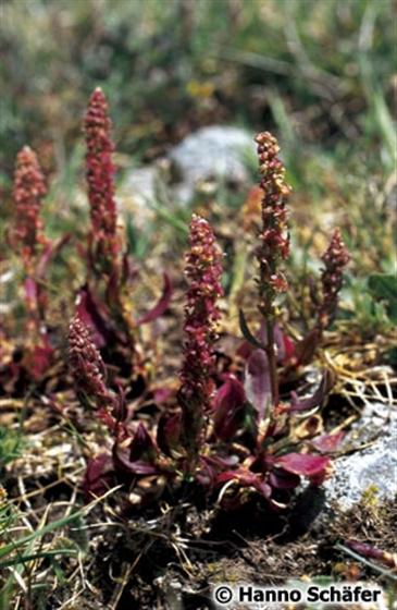 Folhas; inflorescência / © Hanno Schaefer