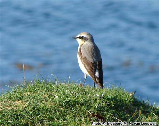 © Ingeborg M. M. Van Leeuwen