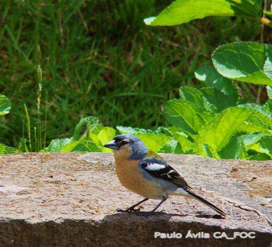 Fringilla coelebs moreletti Pucheran, 1859 | Azorean Biodiversity Portal