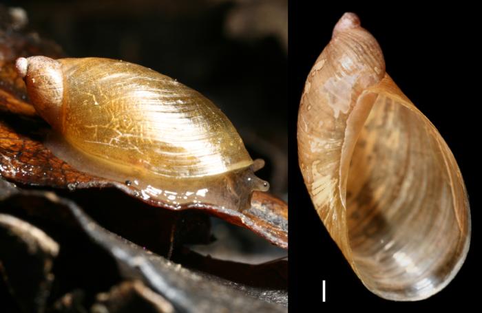 Oxyloma elegans (Risso, 1826)