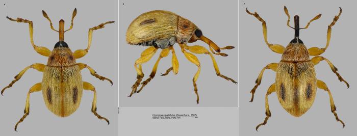 Hypophyes pallidulus (Gravenhorst, 1807)