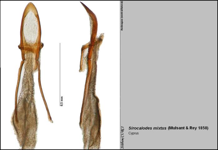 Genitalia / © Stüben, P.