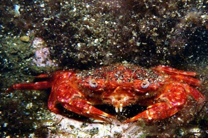 Liocarcinus corrugatus (Pennant, 1777)
